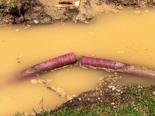 Best Carpet water damage restoration  in Radcliff, KY
